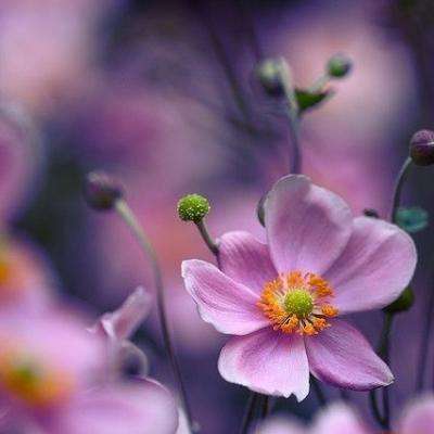 加拿大pc入口下载手机版